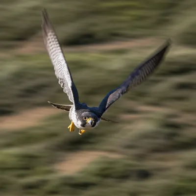 Illustration flew - Image 1