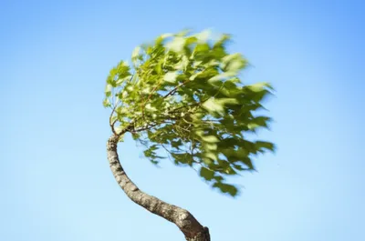 Illustration plied - Image 1