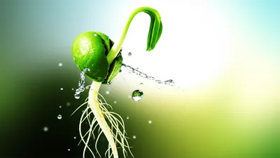 Illustration sprang - Image 1