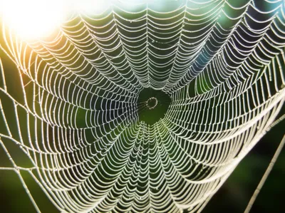 Illustration ephemeral