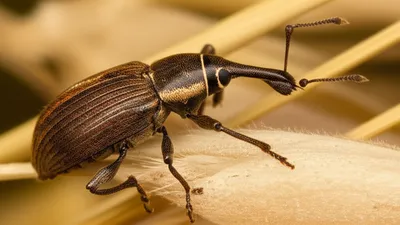 Illustration weevils - Image 1