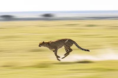 Illustration faster - Image 1