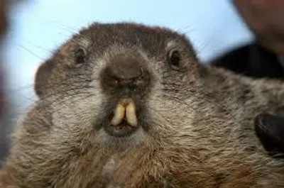 Illustration groundhog - Image 2