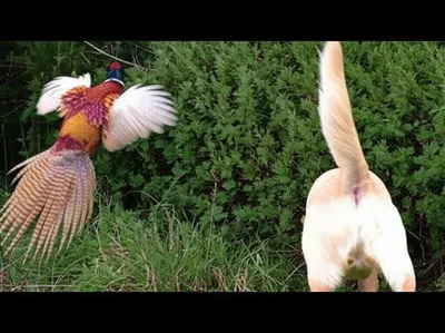 Illustration sets - Image 1