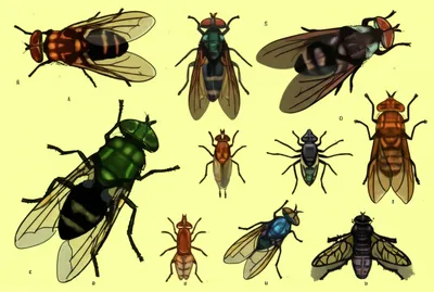 Illustration fly - Image 1