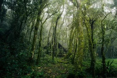 Illustration bower - Image 2