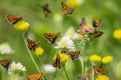 Illustration bob - Image 1