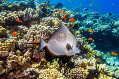 Illustration rays - Image 1