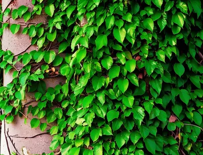 Illustration cleaving - Image 1