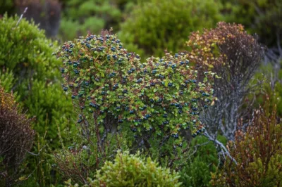 Illustration tutu - Image 1