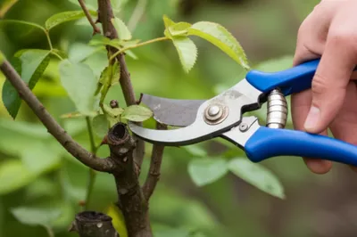 Illustration lopping - Image 1