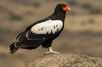 Illustration bateleurs