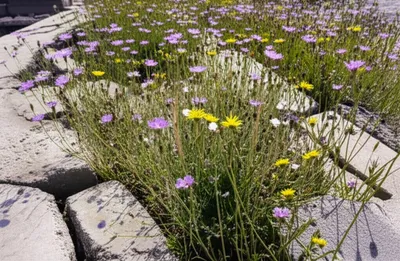 Illustration anarchist