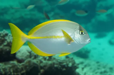 Illustration yellowtail - Image 1