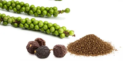 Illustration pepper - Image 1