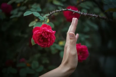 Illustration brier - Image 1