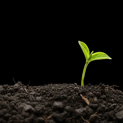 Illustration evolution