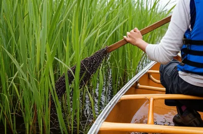 Illustration riced - Image 1