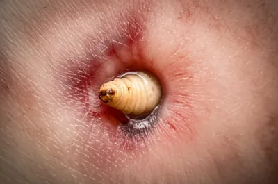 Hình ảnh minh họa bots - Ảnh 1