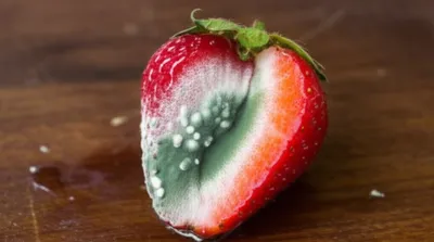 Illustration molding - Image 1