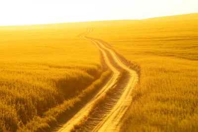 Illustration front - Image 1