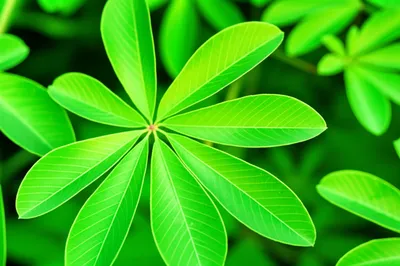 Illustration pinnules - Image 1