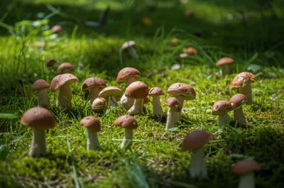 Illustration troop - Image 1