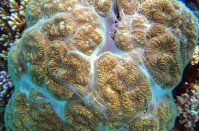 Illustration mucous - Image 1