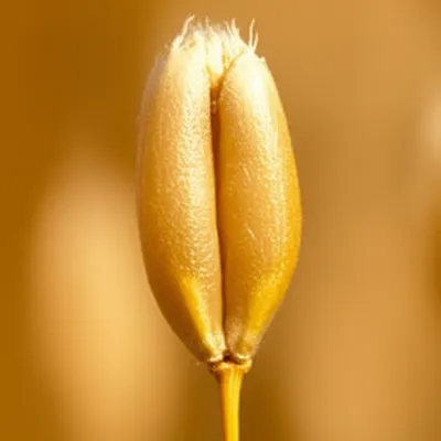 Illustration kernels - Image 1