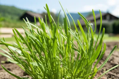 Illustration tarragon