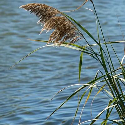 Illustration tong - Image 1