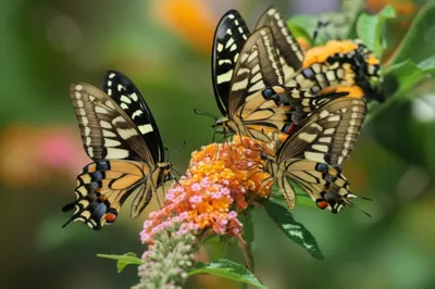 Illustration peacock - Image 1