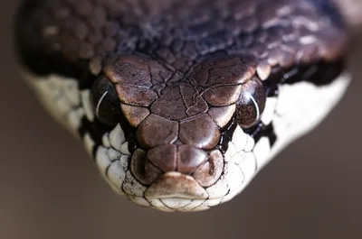 Illustration frontals - Image 1