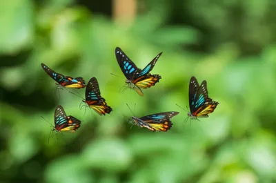 Illustration commander - Image 1