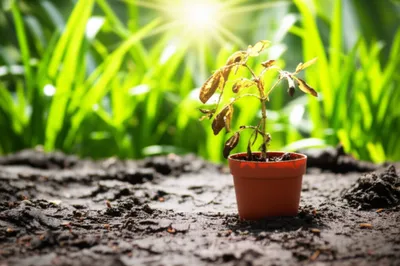 Illustration fail - Image 1