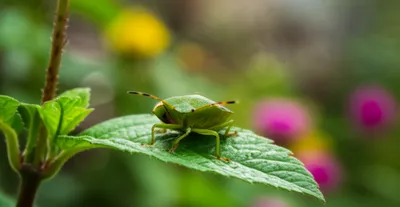 Illustration bugs - Image 1