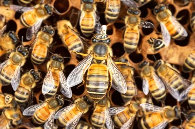 Illustration queened - Image 1