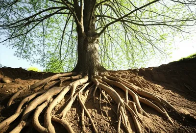 Illustration authorship - Image 1