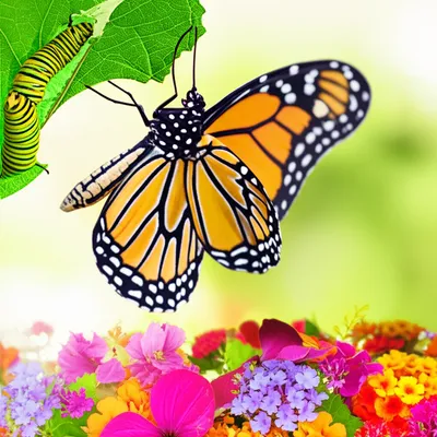 Illustration transitioning - Image 1