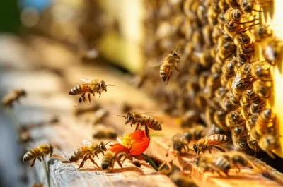 Illustration skip - Image 1