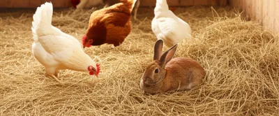 Illustration litters - Image 1