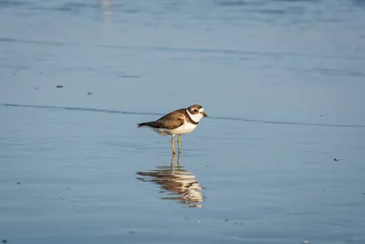 Illustration plover - Image 2