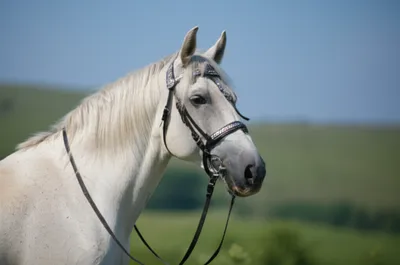 Illustration bridled - Image 1