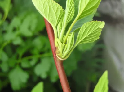 Illustration buds - Image 1