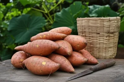 Illustration yams - Image 1