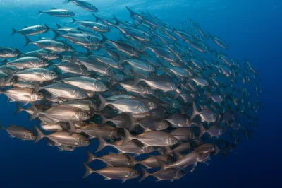 Illustration schooled - Image 1