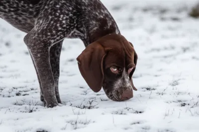 Illustration coldest - Image 1