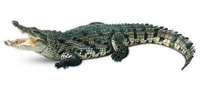 Illustration crocodile - Image 2