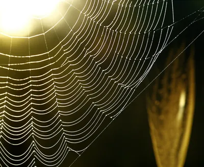 Illustration subtilised - Image 1