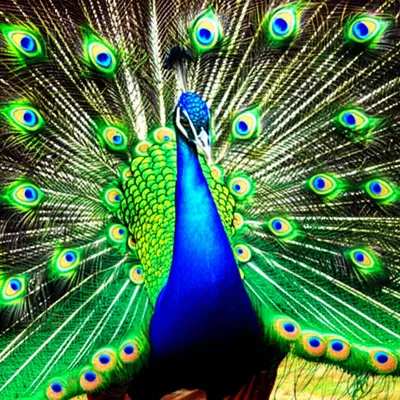 Illustration braved - Image 1